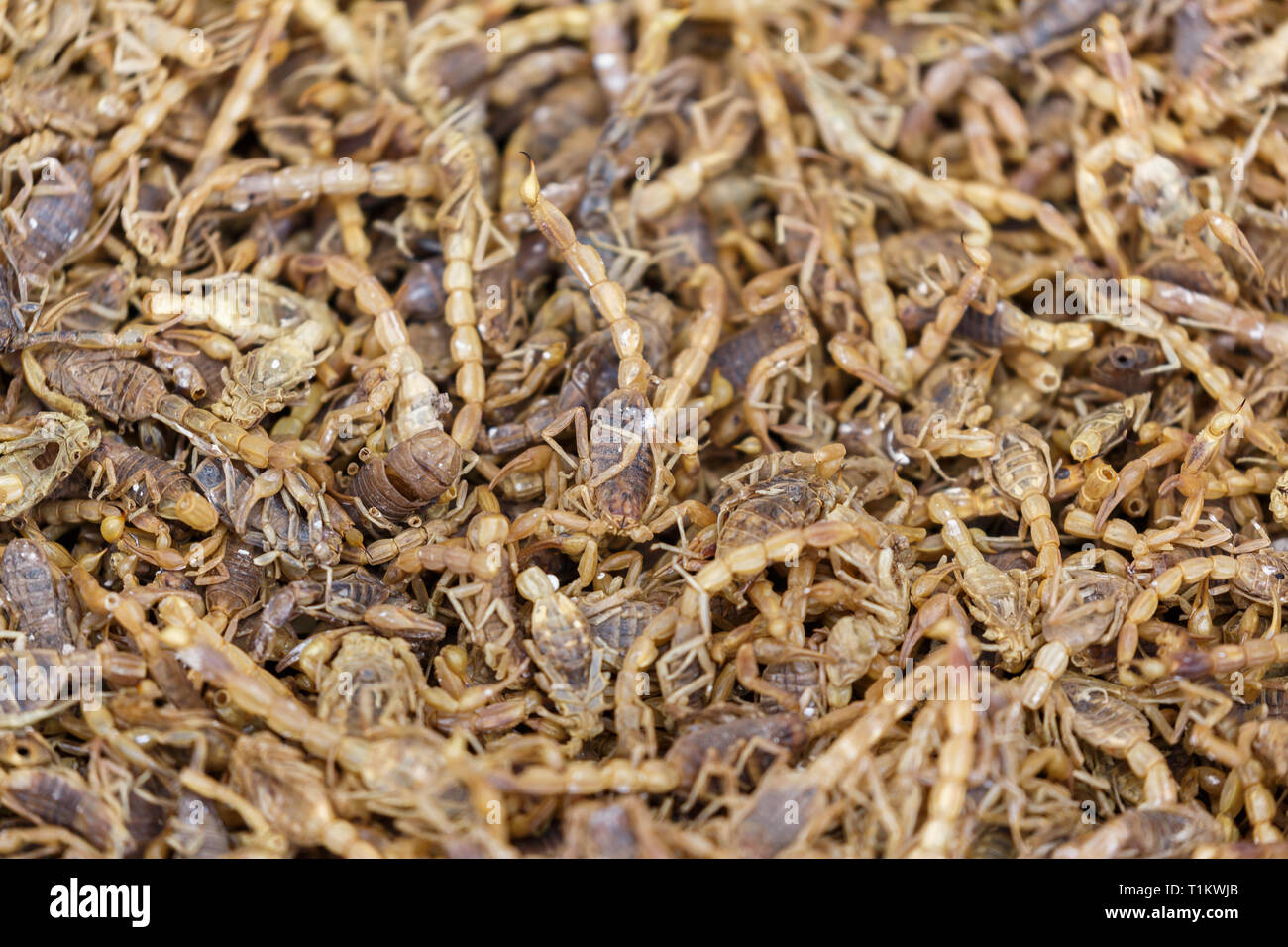 KASHGAR, XINJIANG / Cina - Ottobre 1, 2017: Close up di scorpioni in una vasca - Scorpioni sono una prelibatezza in alcuni paesi asiatici. Foto Stock