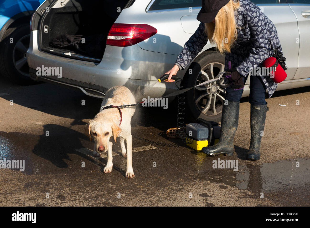 Dog walking lady / dog walker lava la sua labrador cane / lavaggio con un portatile a getto di acqua / rondella di potenza che fornisce uno spruzzo di acqua pulita. Regno Unito Foto Stock