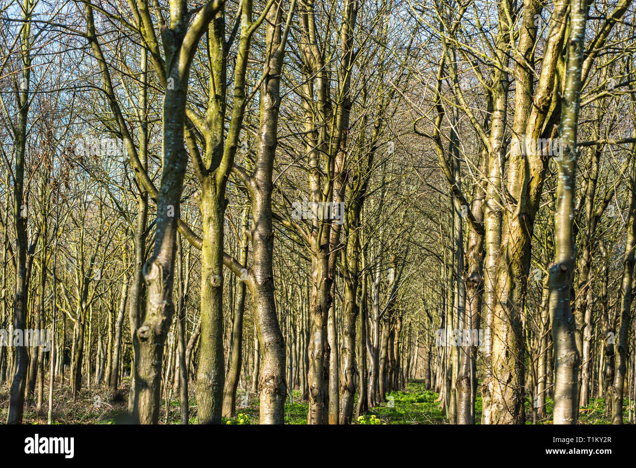 Holkham park, Holkham hall in North Norfolk, East Anglia, England, Regno Unito Foto Stock