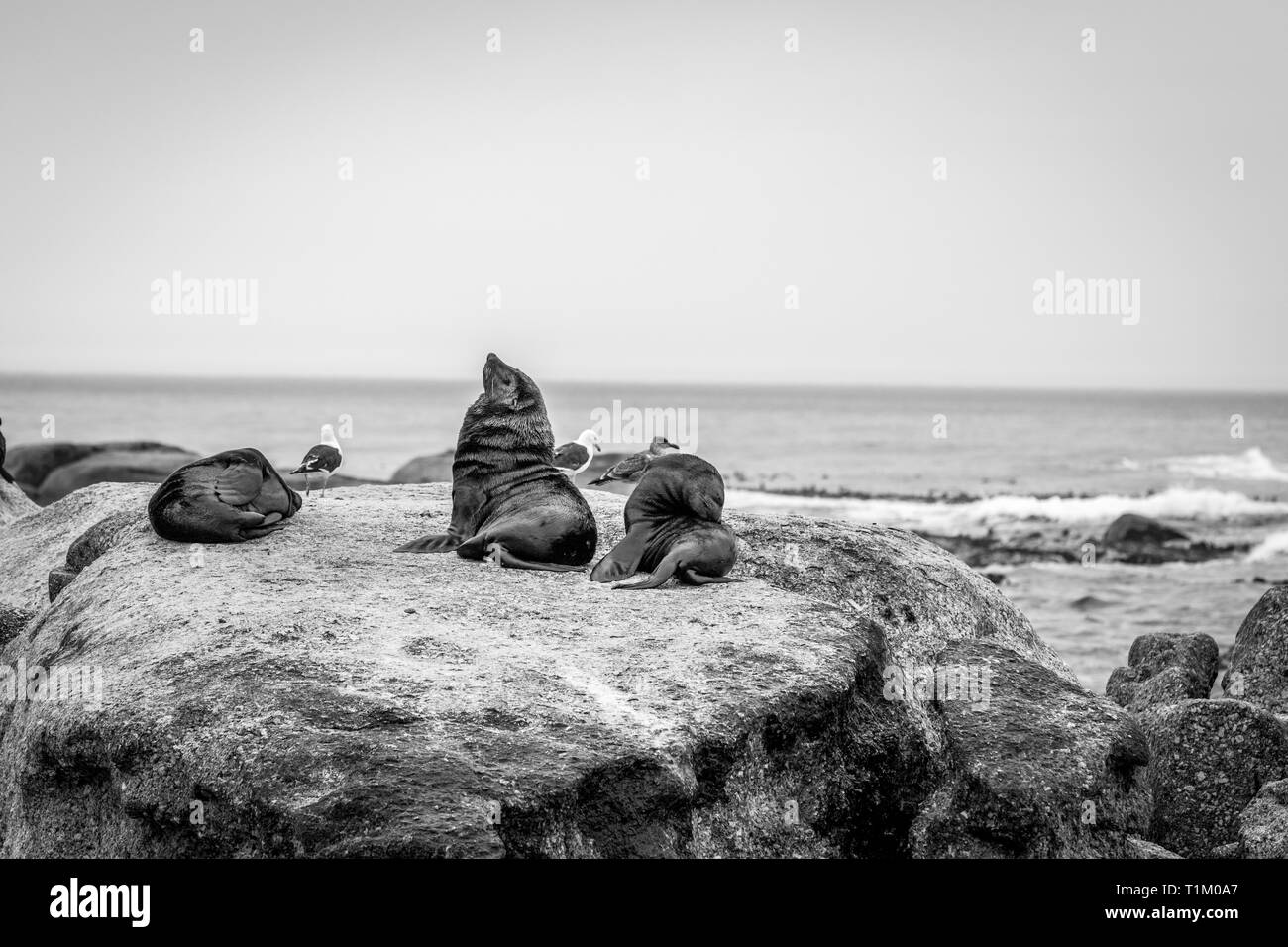 Capo le foche seduto su una roccia nel mare in bianco e nero, Sud Africa. Foto Stock