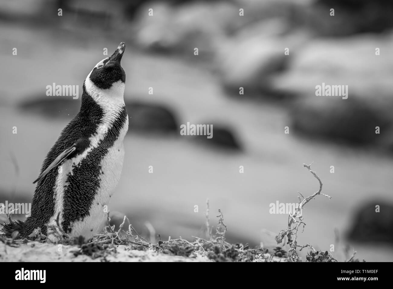 Pinguino africano in piedi nella sabbia in bianco e nero, Sud Africa. Foto Stock