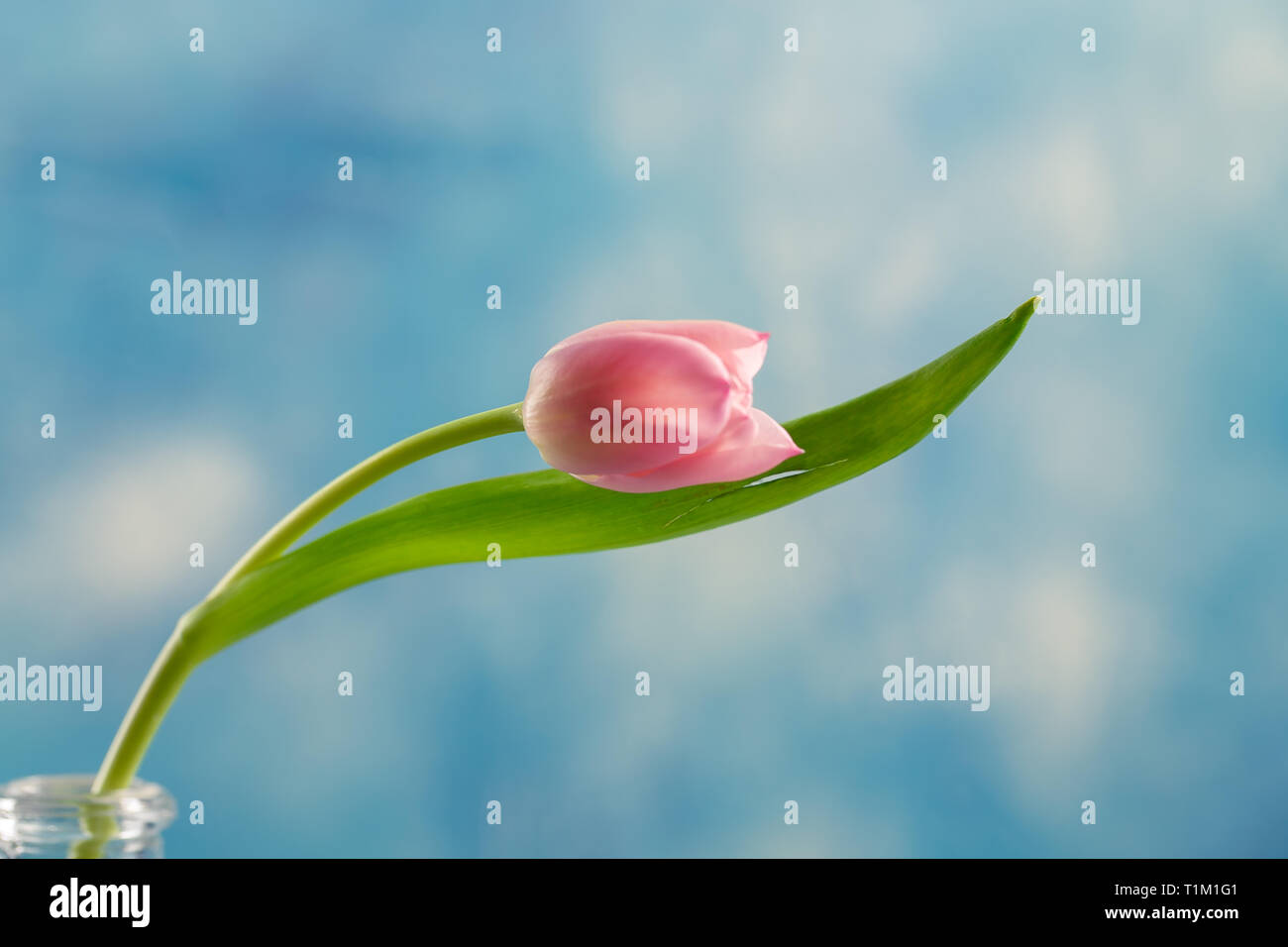 Profumo di rosa lilla e tulipani in un vaso di vetro su sfondo blu Foto Stock