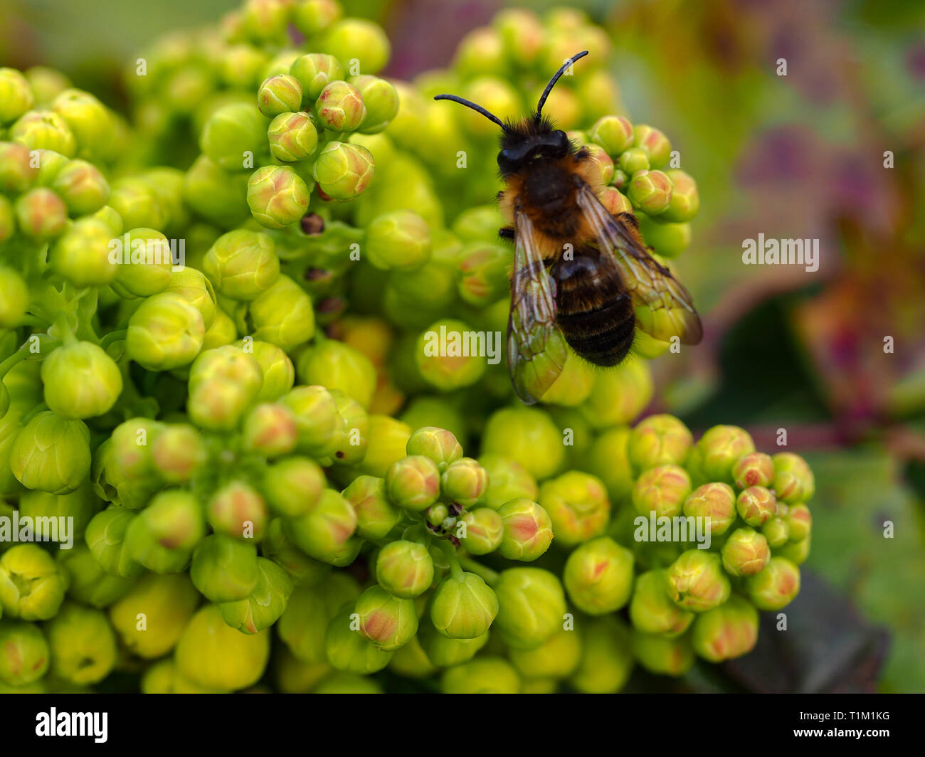 Il miele delle api su giallo boccioli di holly bush Foto Stock