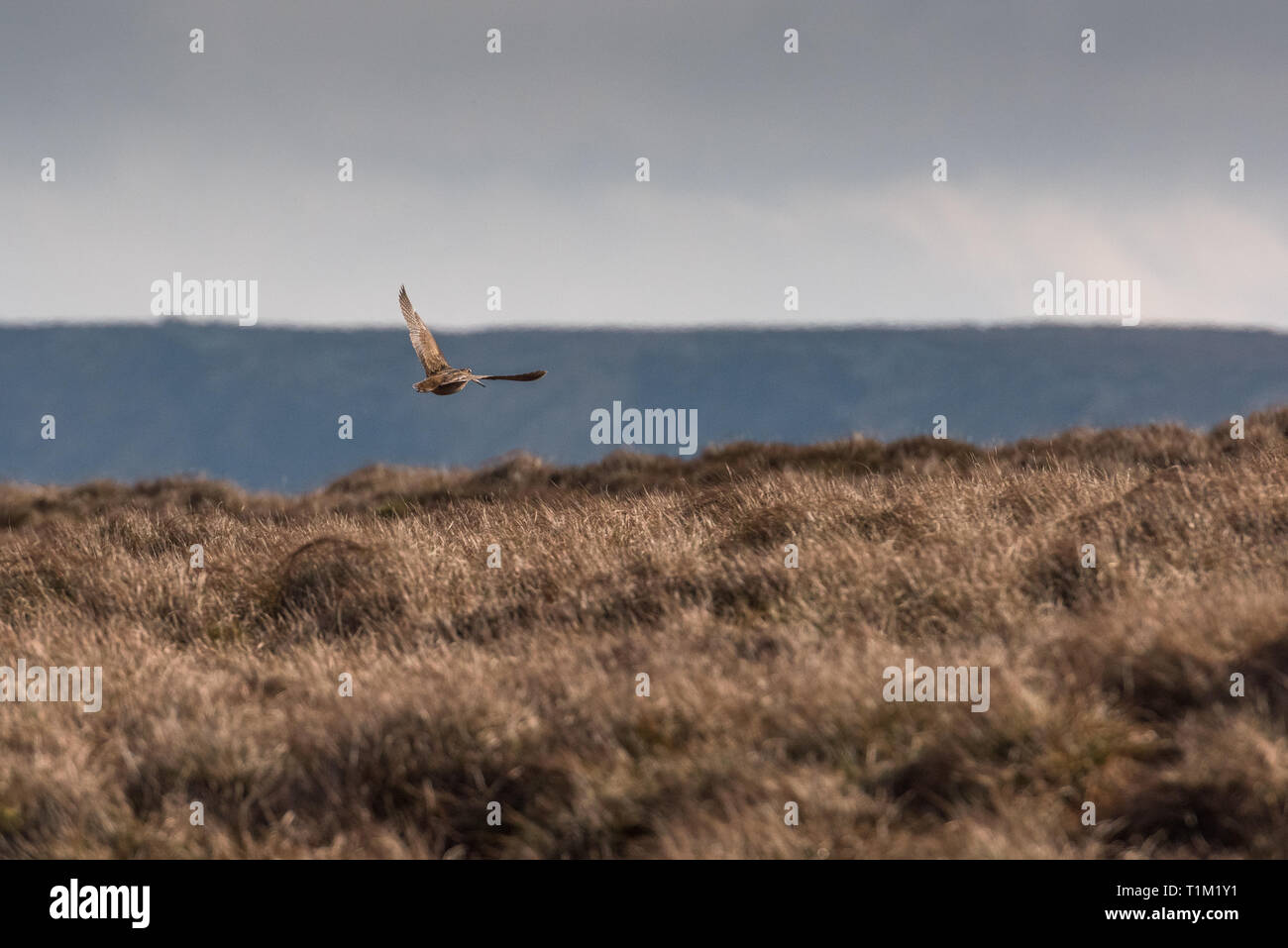 Woodcock (Scolopax rusticola) in volo vicino Kinder Scout, Parco Nazionale di Peak District, Inghilterra Foto Stock