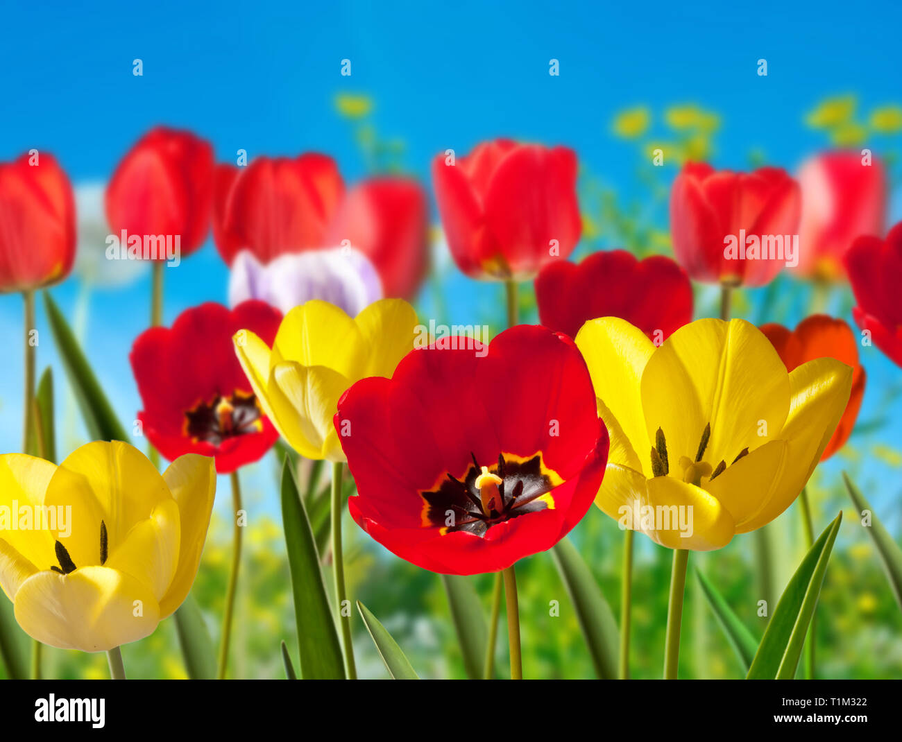 Rosso e giallo i tulipani in giardino Foto Stock