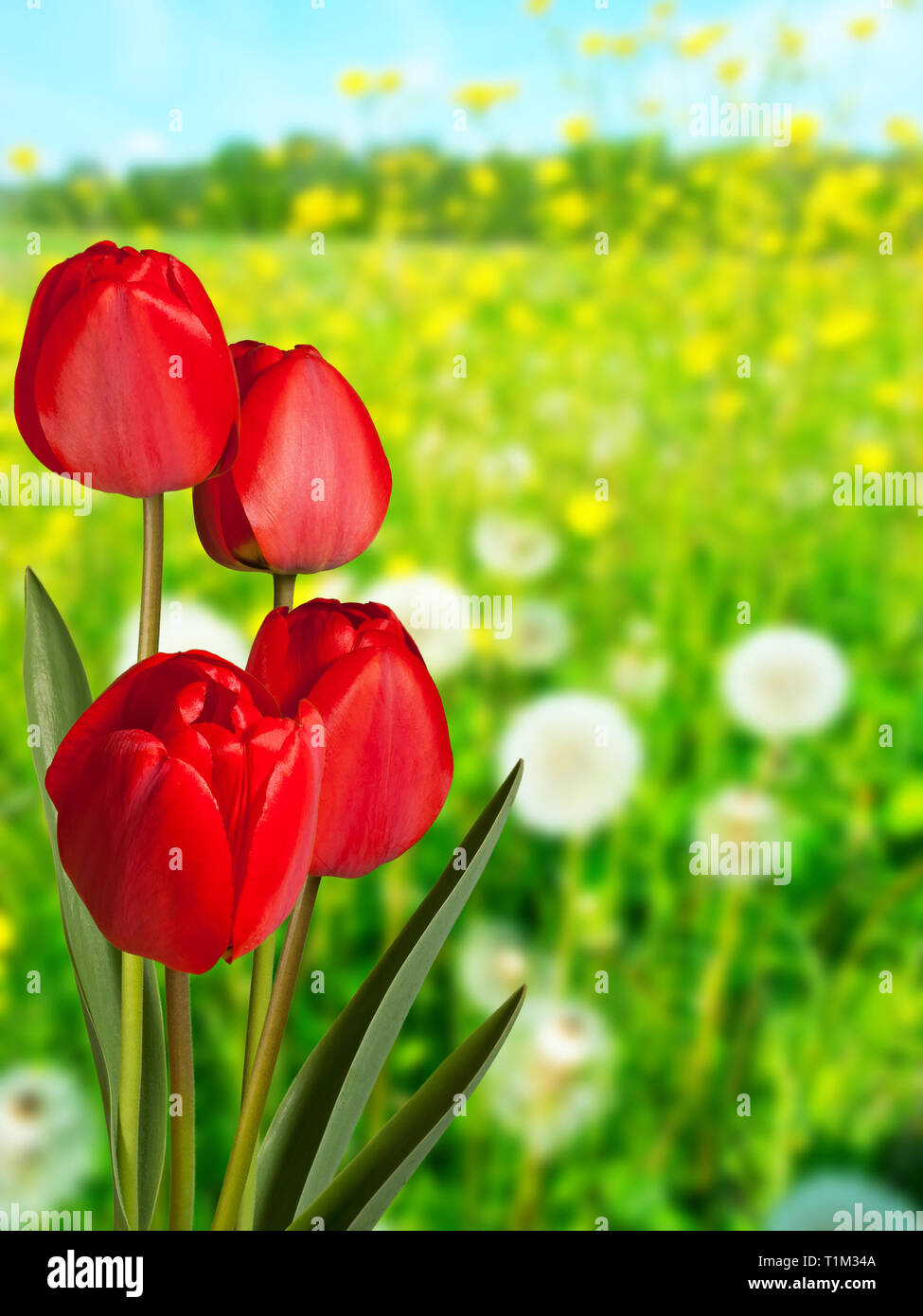 Tulipani rossi nel prato in primavera Foto Stock