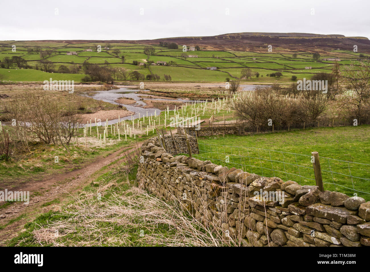 Vista la piantumazione di alberi regime in Reeth,North Yorkshire Foto Stock