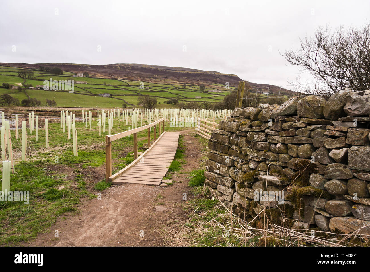 Vista la piantumazione di alberi regime in Reeth,North Yorkshire Foto Stock