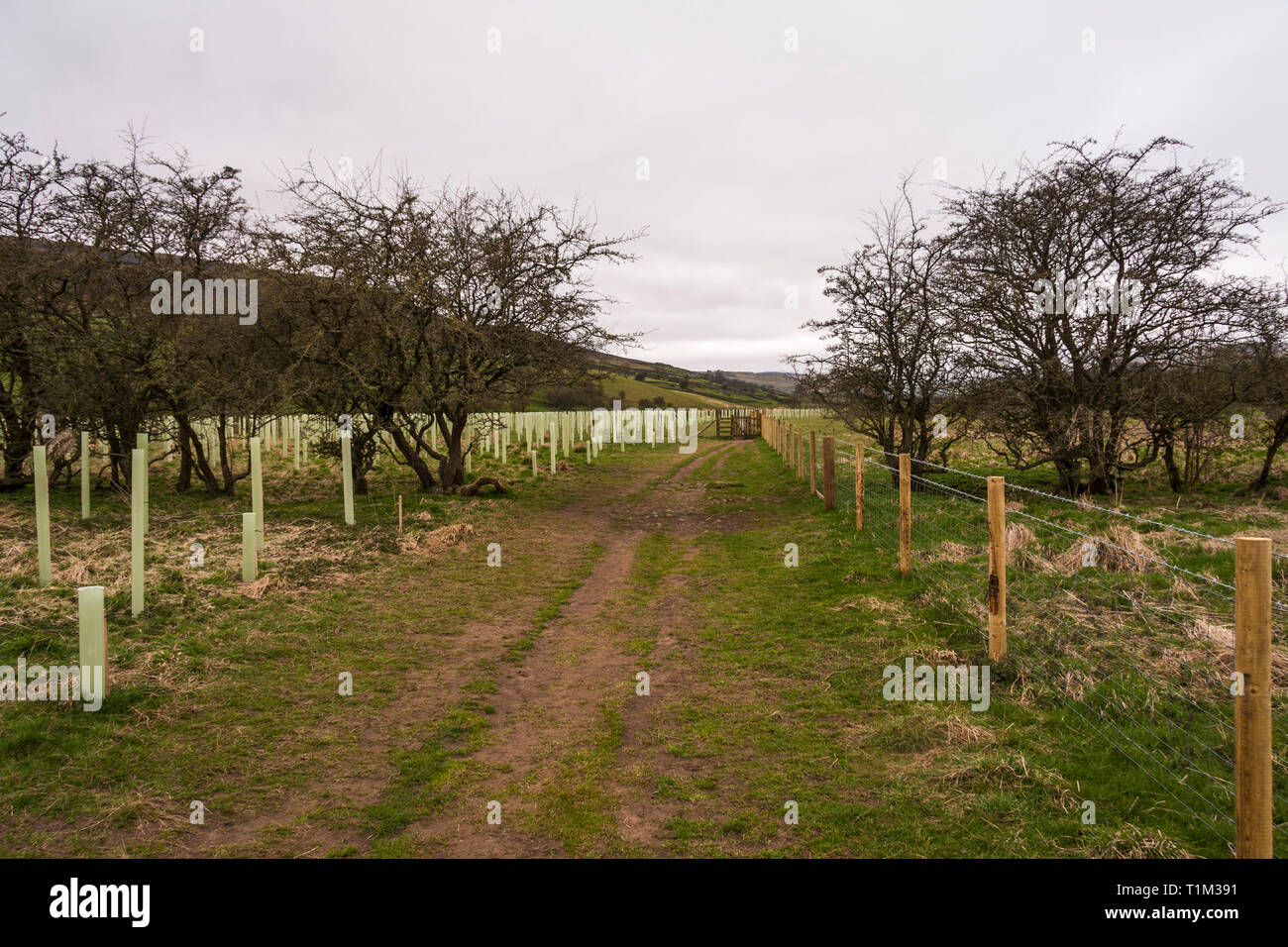 Vista la piantumazione di alberi regime in Reeth,North Yorkshire Foto Stock