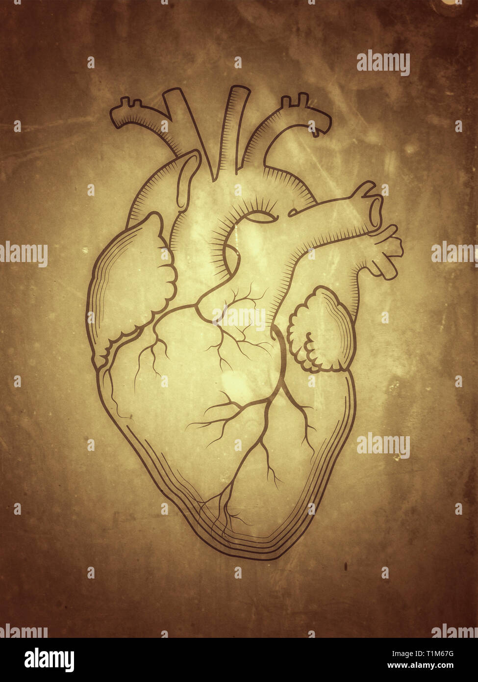 Cuore. L'interno di organi umani, una struttura anatomica. Stampa inciso, contorno disegno dettagliato. (Alternate grunge vintage remake). Foto Stock