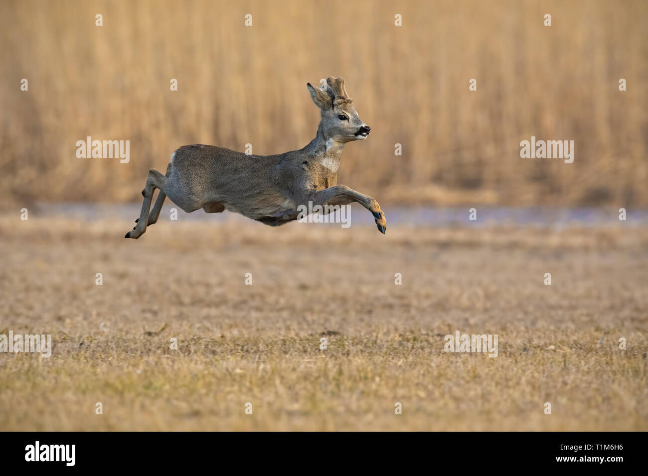 Esecuzione di Capriolo, Capreolus capreolus in inverno. Roebuck jumping midair. Azione scenario della fauna selvatica. Foto Stock