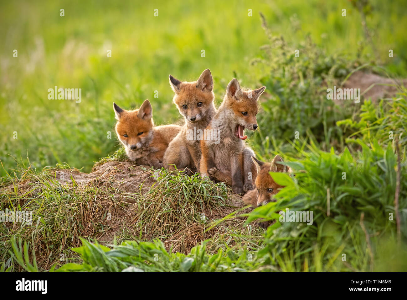 Red Fox, vulpes vulpes, piccoli cuccioli di giovani vicino a den curiosamente weatching intorno a. Carino piccolo predatori selvatici in ambiente naturale. La Fraternità di animla Foto Stock