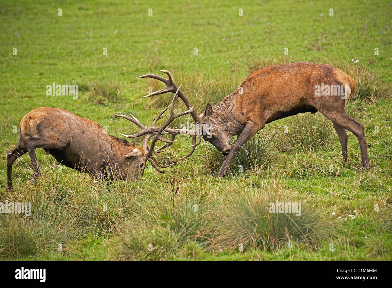 Cervi, Cervus elaphus, lotta durante il rut. Cervi selvatici in una lotta. La rivalità tra i bucks selvatici nella stagione opacizzante. La fauna selvatica scenario di azione. Foto Stock