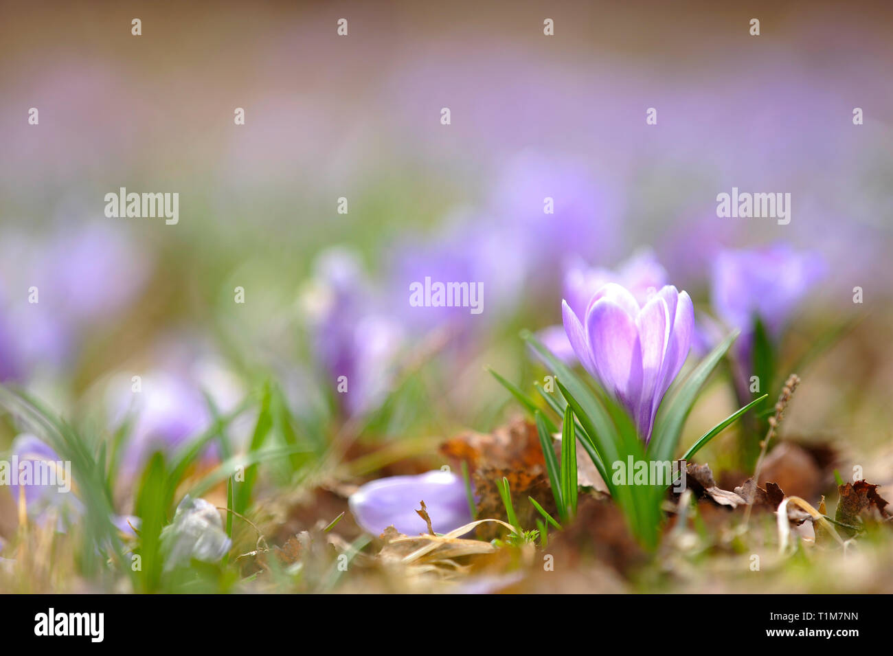 Crocus fiori in primavera Foto Stock