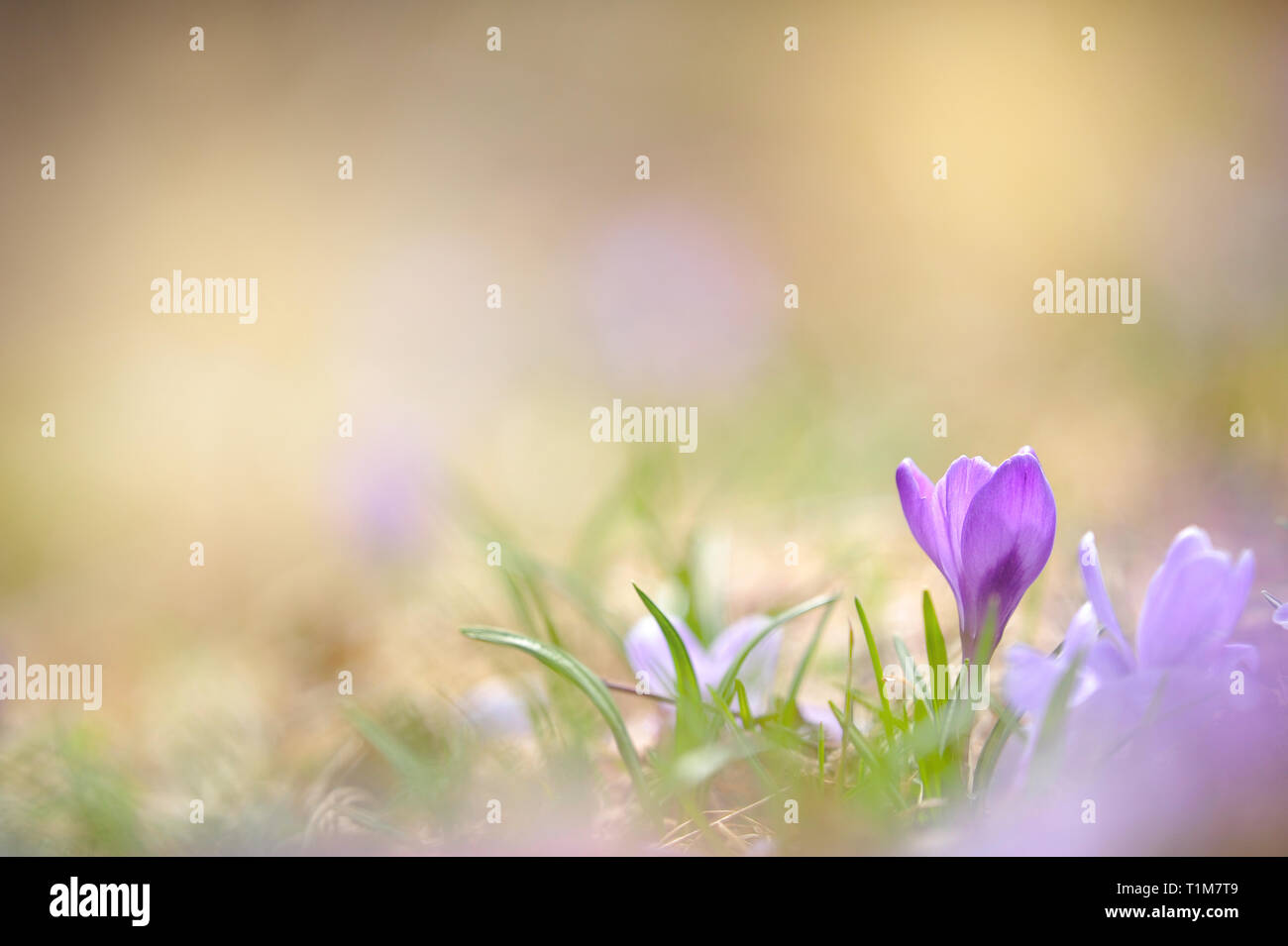 Crocus fiori in primavera Foto Stock