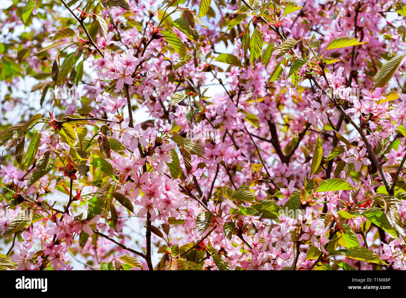 Sakura blossom nella primavera del parco. Fiore di Ciliegio albero nella tarda primavera. Flora storicamente formata insieme di specie vegetali del nord-ovest della Russia, San Pietroburgo Foto Stock