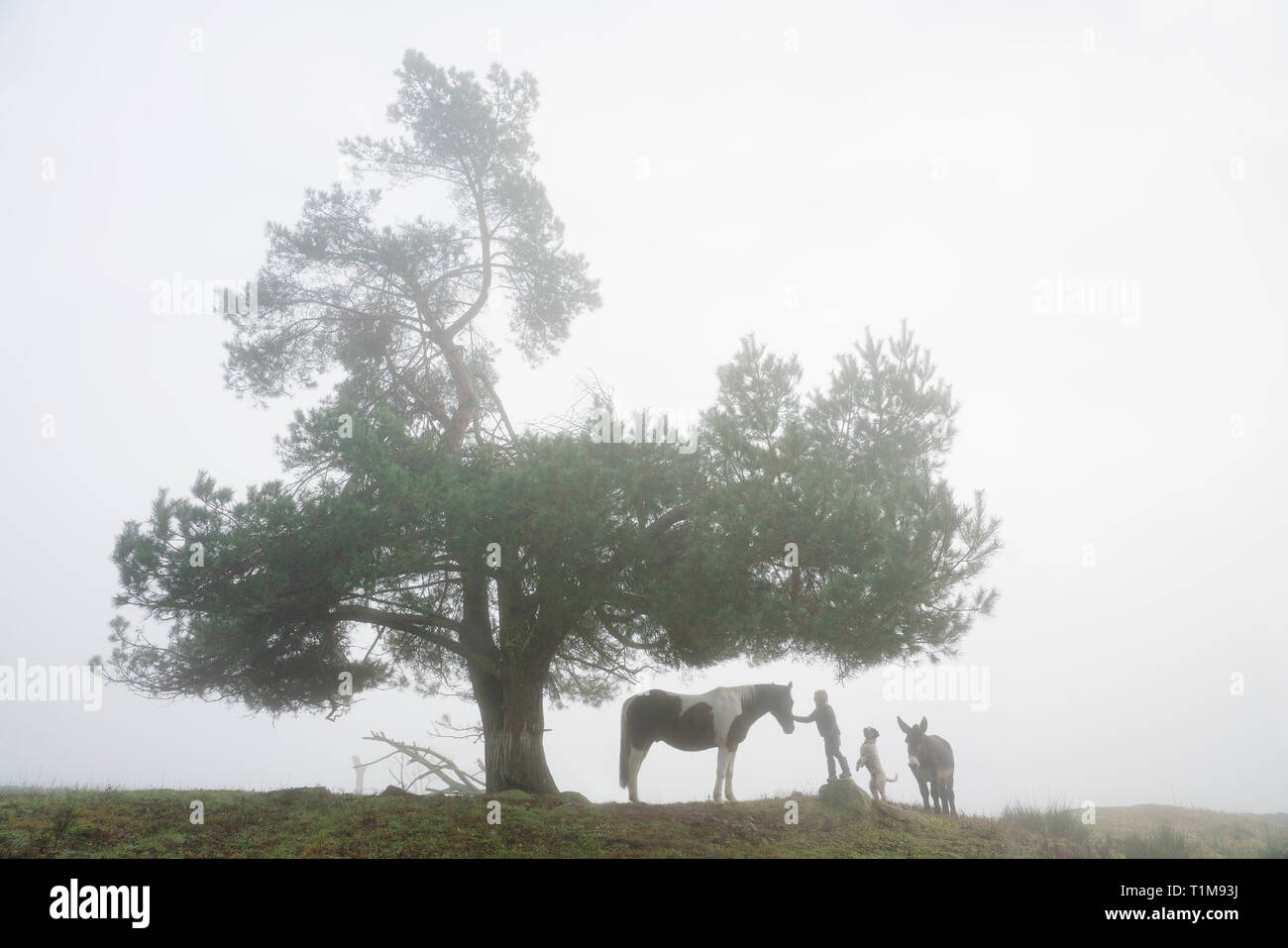 Ragazza con il cane, asino e cavallo sotto la struttura rurale in campo di nebbia Foto Stock