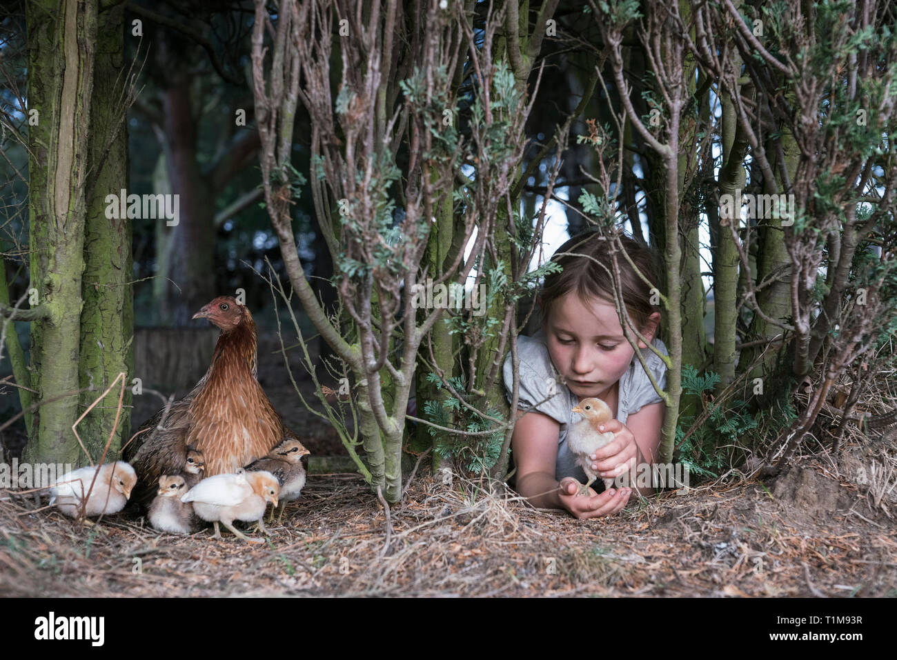 Ragazza con pulcino di bambino sotto agli alberi in agriturismo Foto Stock