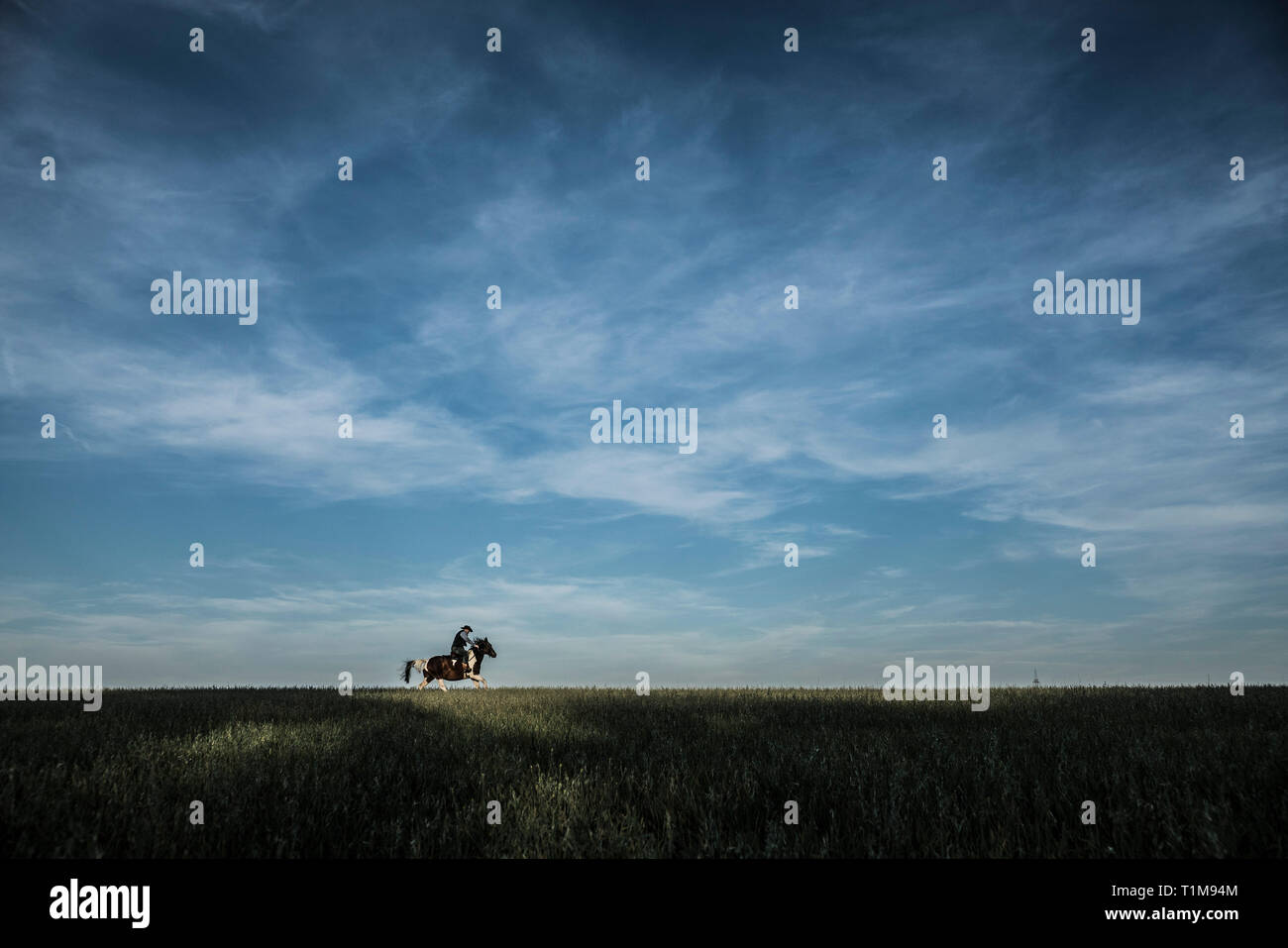 Cowboy a cavallo in campo rurale sotto il cielo blu e nuvole Foto Stock
