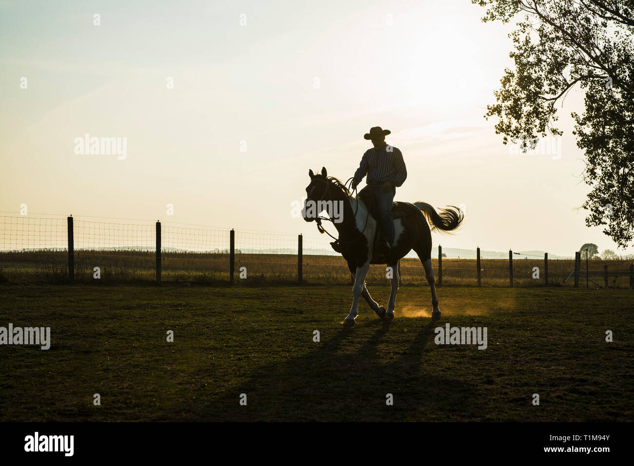 Silhouette cowboy a cavallo sul ranch rurale Foto Stock