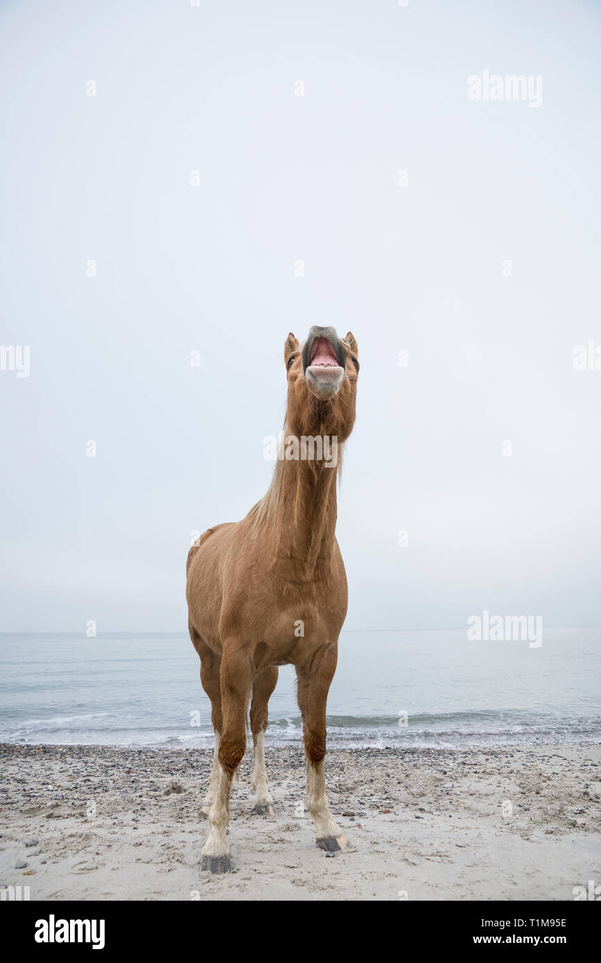 Brown horse neighing sulla spiaggia Foto Stock