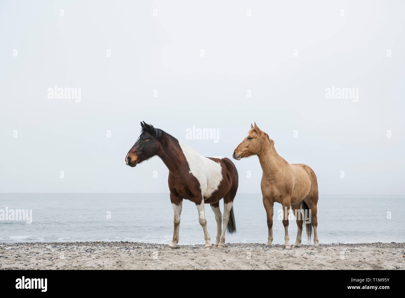 Cavalli sulla sabbiosa spiaggia oceano Foto Stock