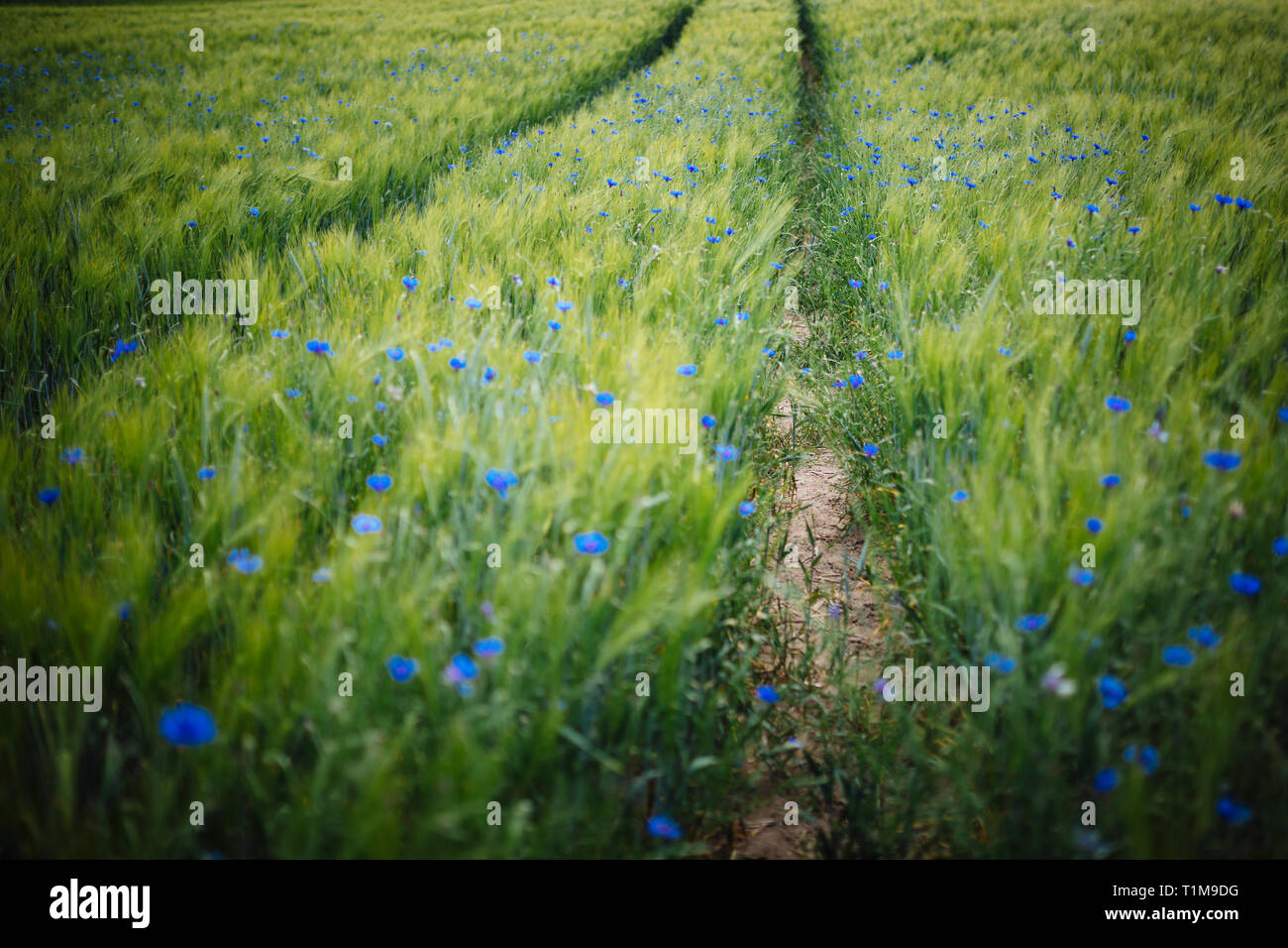 Blue fiori selvatici che crescono in idilliaco, verde rurale campo di grano Foto Stock