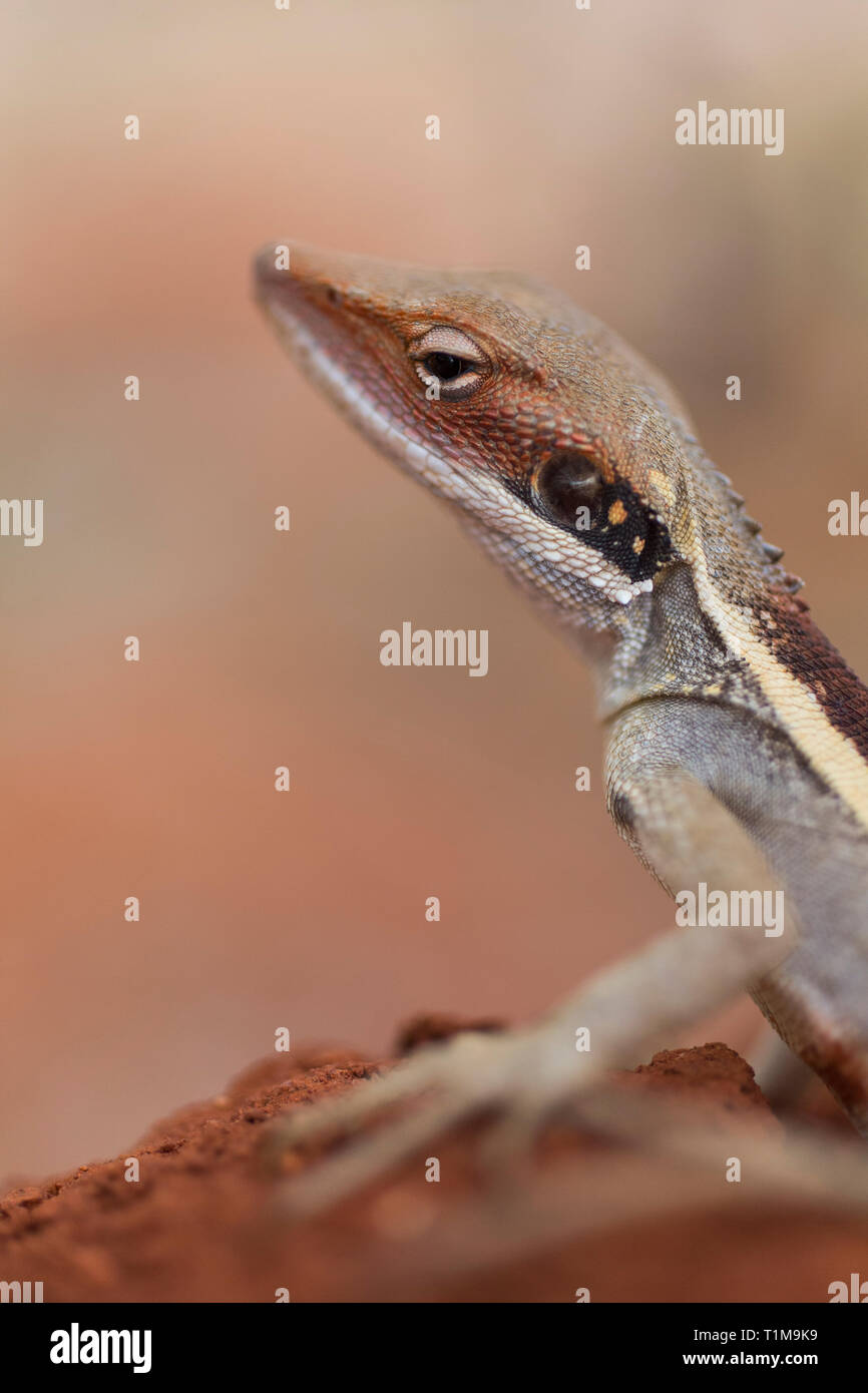 Close up gecko di profilo Foto Stock