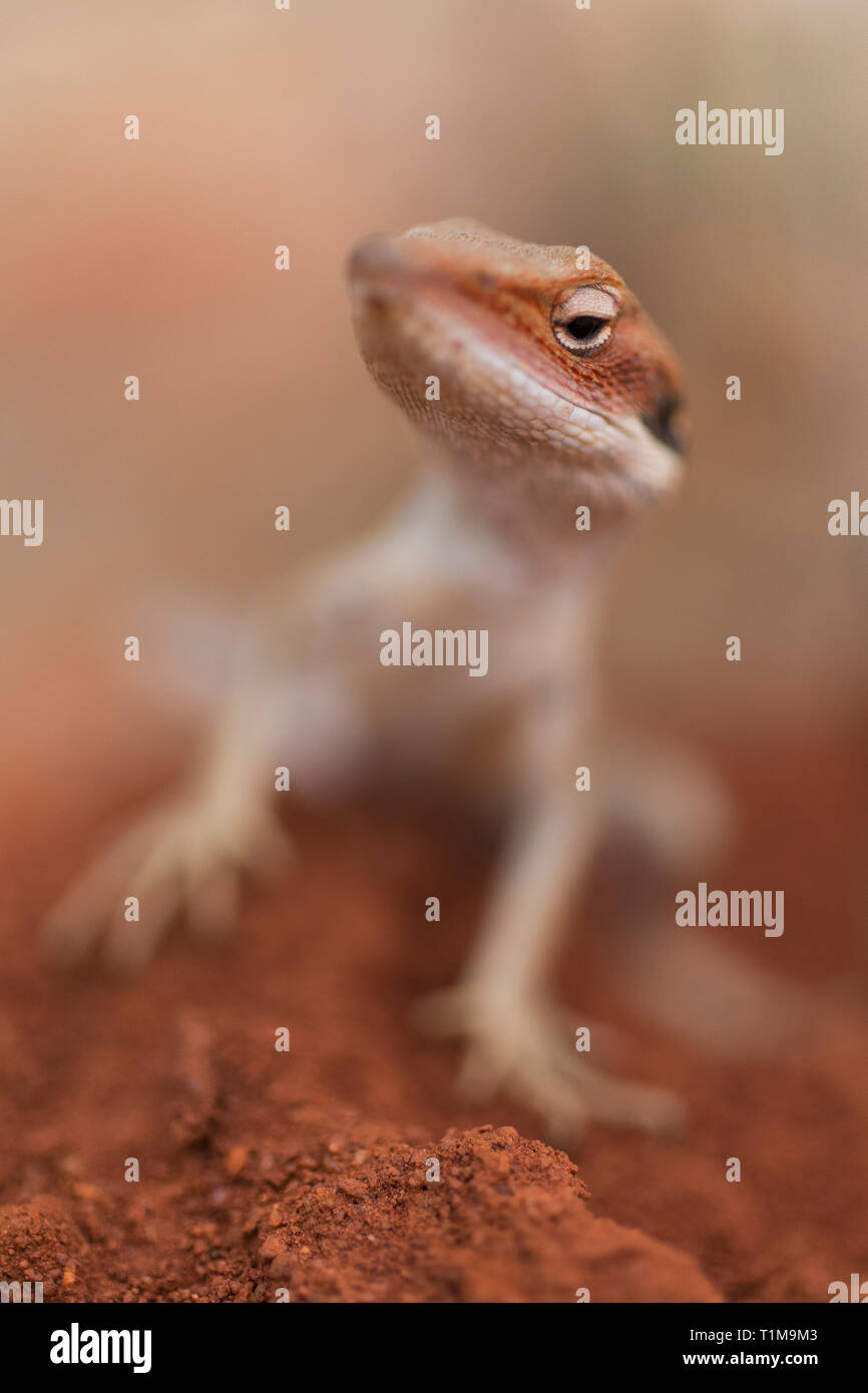 Close up curioso gecko Foto Stock