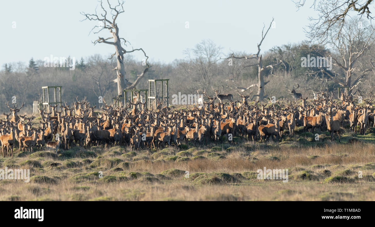 Cervi e cerve. Berkeley Deer Park, nel Gloucestershire. Foto Stock