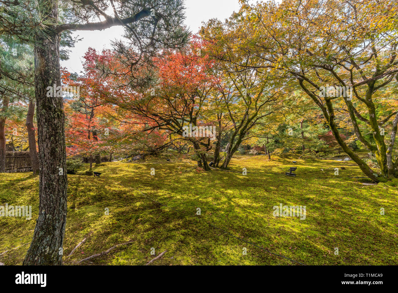 Foglie di autunno e la caduta delle foglie a Hogon-nel tempio, Tenryu-ji sub-tempio situato in Arashiyama, Kyoto, Giappone Foto Stock