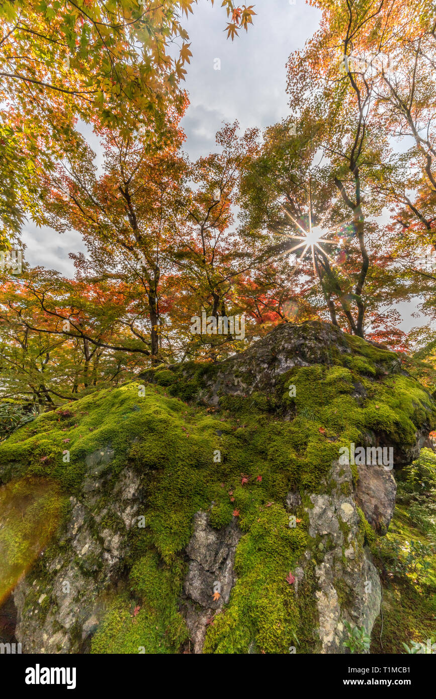 Momiji (alberi di acero) Foglie di autunno e la caduta delle foglie a Hogon-nel tempio, Tenryu-ji sub-tempio situato in Arashiyama, Kyoto, Giappone Foto Stock