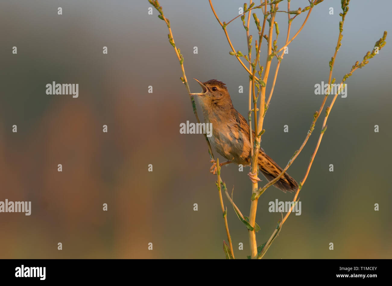 Maschi adulti grasshopper comune trillo del mattino della canzone Foto Stock