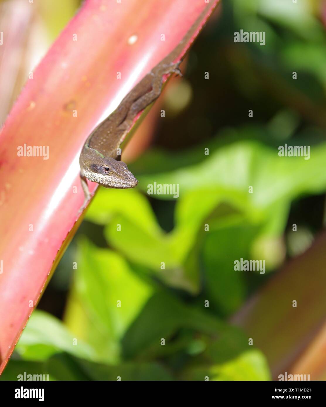 Anole Foto Stock