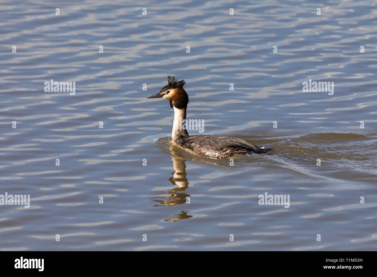 Ritratto laterale di un svasso maggiore (Podiceps cristatus) nuotare in un lago con acque torbide circondante Foto Stock