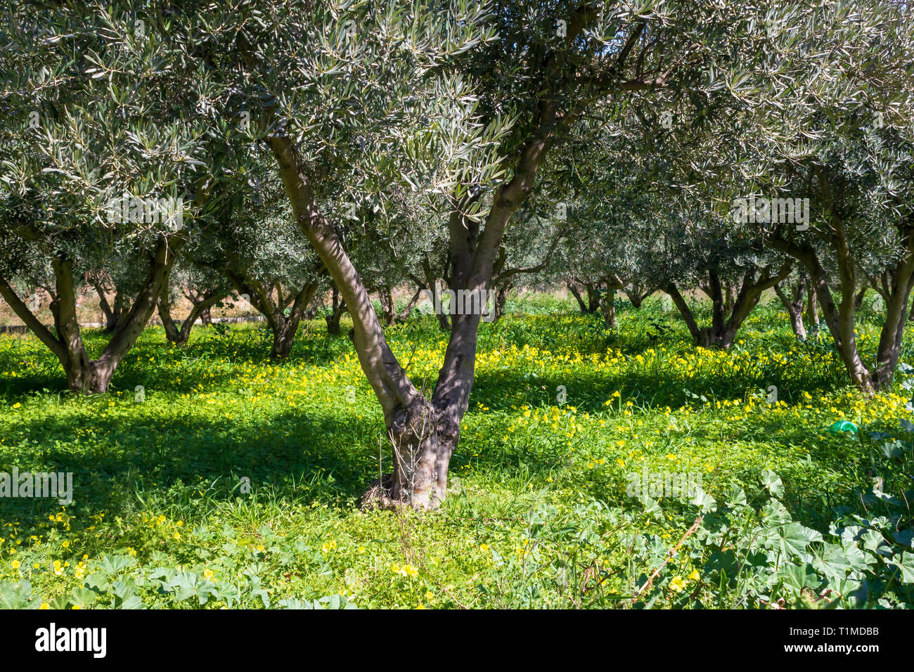 Oxalis pes-caprae, Wild Bermuda buttercup fiori in un oliveto, Olea europaea, bagnato dal sole Foto Stock