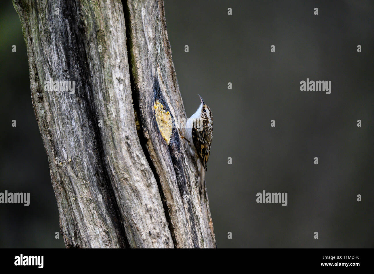 Albero di alimentazione del superriduttore Foto Stock