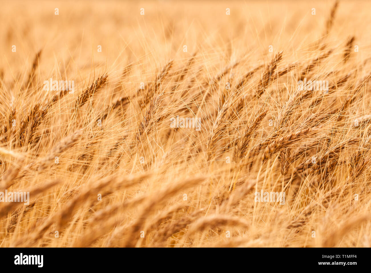 Golden image mostra circolante onde di grano. Erba di frumento nel campo riempie il fotogramma. Bella fertile raccolto. Foto Stock