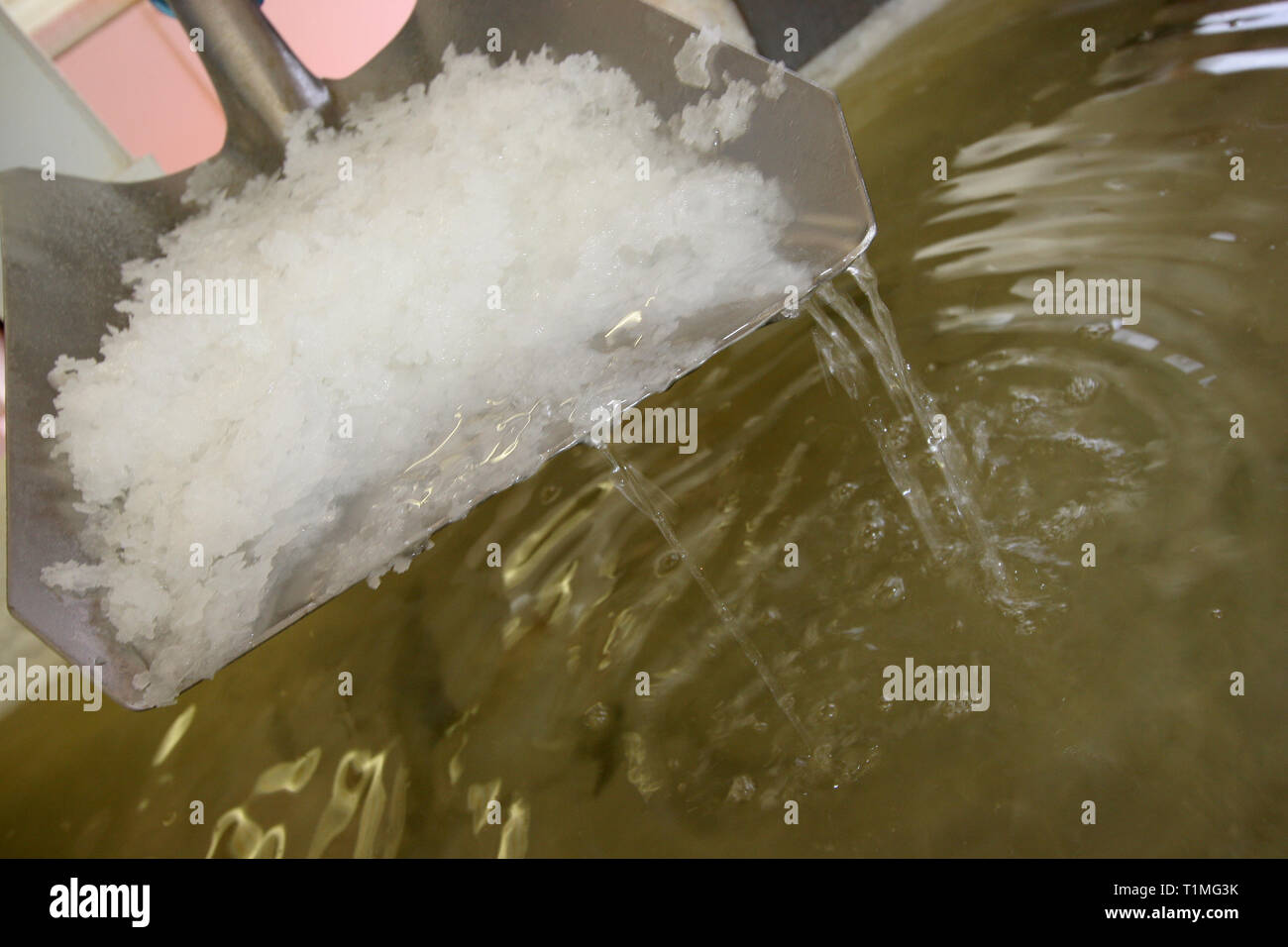 Un lavoratore sale di raccolta da una delle saline utilizzato per raccogliere l'acqua di mare presso la Anglesey Sea Salt Company a Brynsiencyn. L'acqua contiene normalmente tre per cento sale ma una volta che è distillato e riscaldata questo sorge a circa 15 per cento. La pala di lavoratori di depositi di sale nei vassoi prima di lavaggio e di asciugatura. È dalle acque dell'Oceano Atlantico che circonda l'isola che la Anglesey Sea Salt Company scarichi acqua di mare per rendere il suo organico sale marino prodotti. Foto Stock Un lavoratore sale di raccolta da una delle saline utilizzato per raccogliere l'acqua di mare presso la Anglesey Sea Salt Company a Brynsiencyn. L'acqua contiene normalmente tre per cento sale ma una volta che è distillato e riscaldata questo sorge a circa 15 per cento. La pala di lavoratori di depositi di sale nei vassoi prima di lavaggio e di asciugatura. È dalle acque dell'Oceano Atlantico che circonda l'isola che la Anglesey Sea Salt Company scarichi acqua di mare per rendere il suo organico sale marino prodotti. Foto Stock