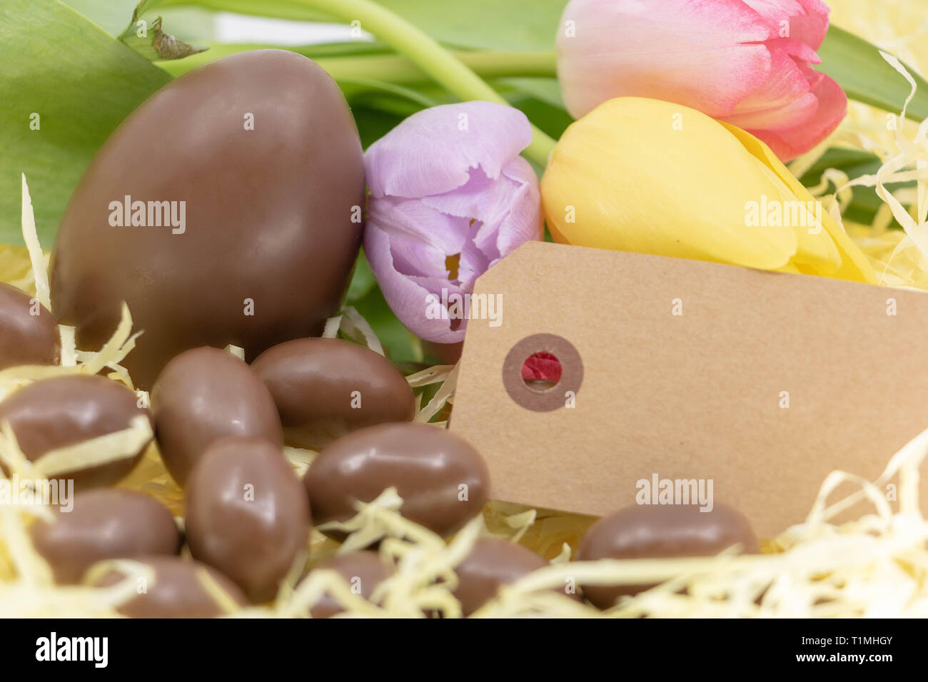 Uovo di cioccolato nella casella di testo e tulipani pastello per la risorsa di grafica sul tema della Pasqua Foto Stock