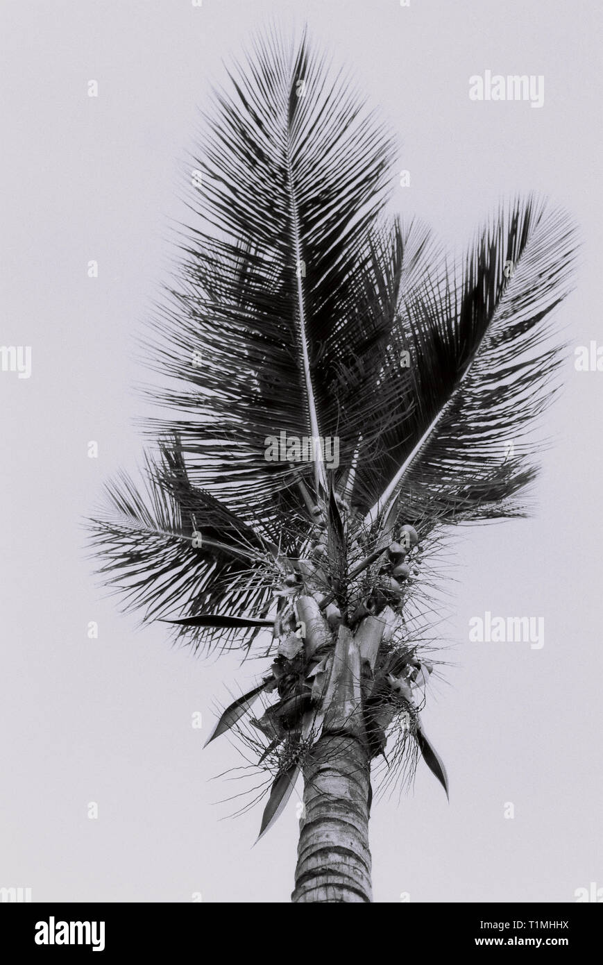 Palm Tree a Bridgetown, Barbados - sottoposti a scansione di elevata qualità - negativo 35mm Foto Stock