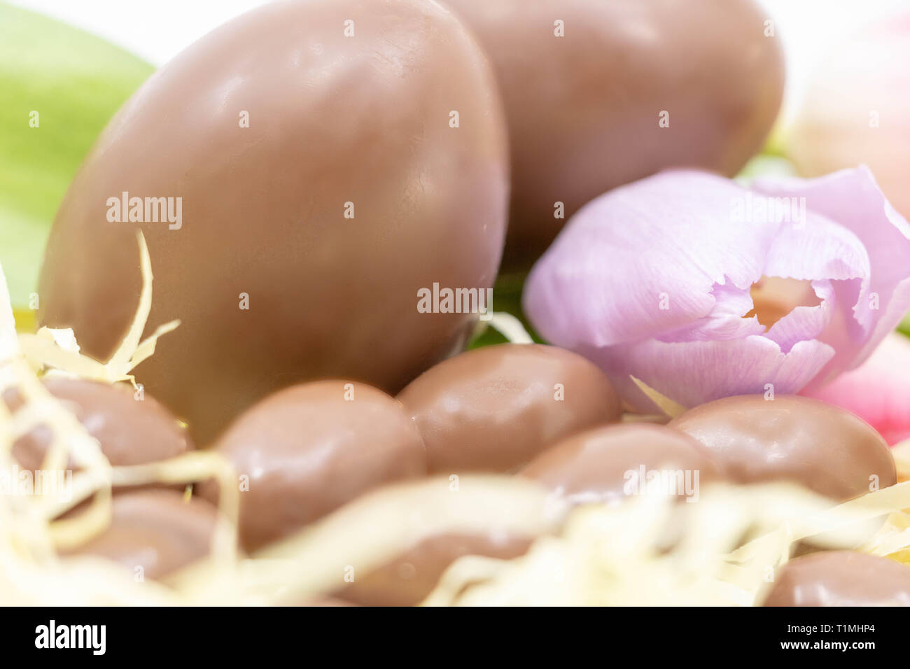 Close-up di uova di cioccolato e una lavanda tulip per Pasqua, risorsa di grafica Foto Stock