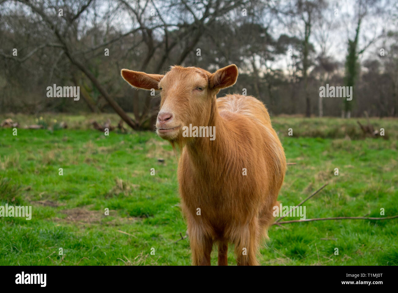 Golden Guernsey Capra in piedi in un campo su un smallholding Foto Stock