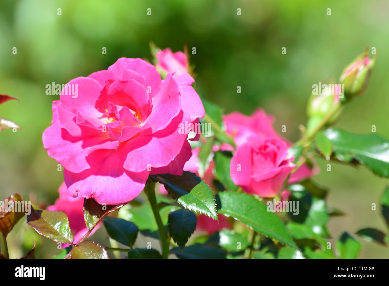 Romantico rose rosa in giardino Foto Stock