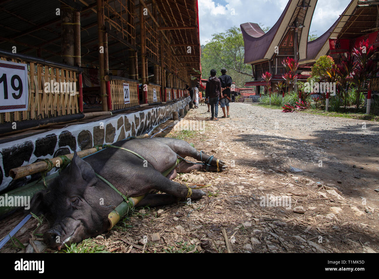 Un maiale sacrificale su un traliccio di bambù in una cerimonia funebre in un villaggio in Tana Toraja, Sulawesi, Indonesia Foto Stock