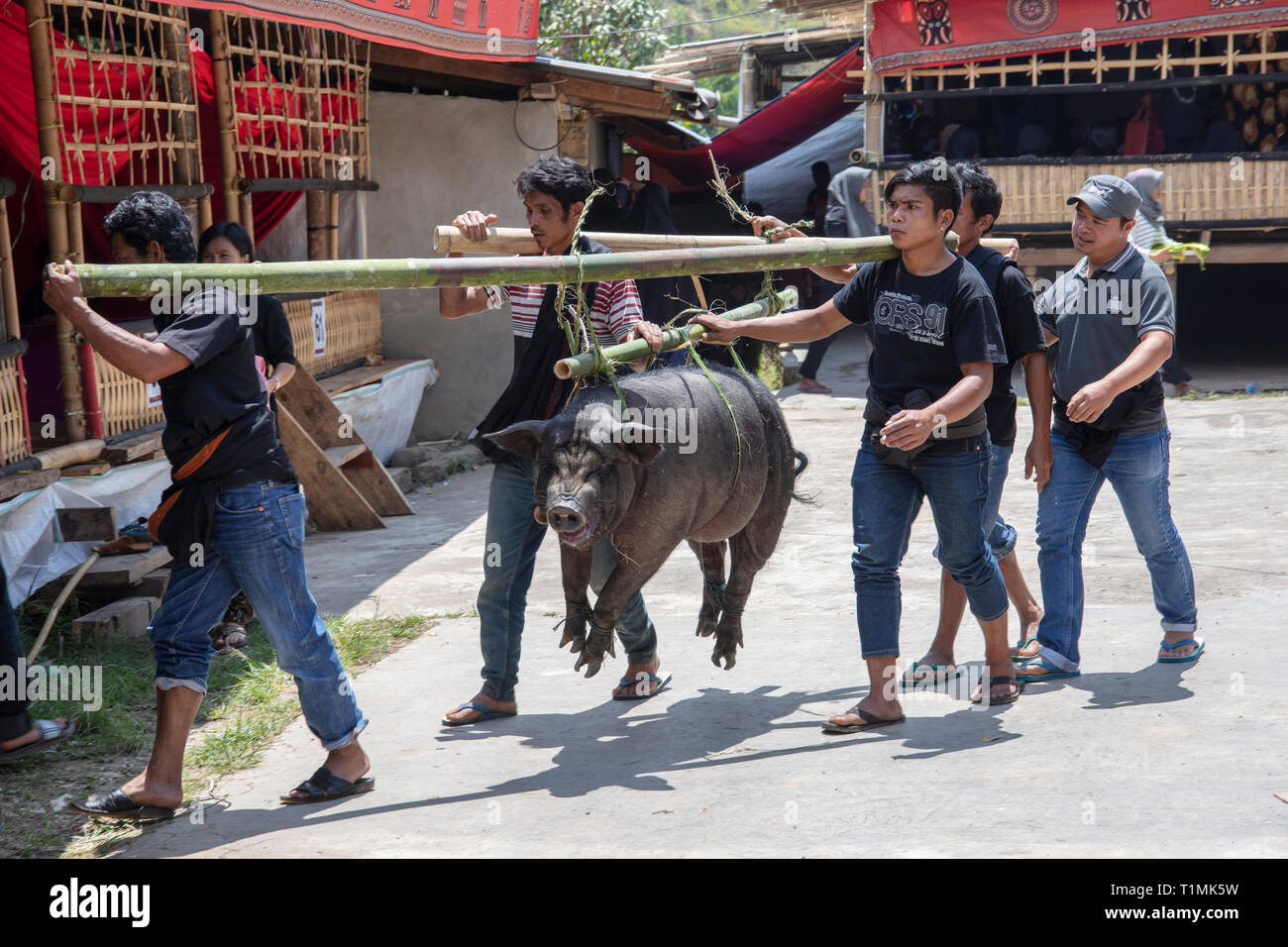 Un maiale sacrificale su un traliccio di bambù in una cerimonia funebre in un villaggio in Tana Toraja, Sulawesi, Indonesia Foto Stock