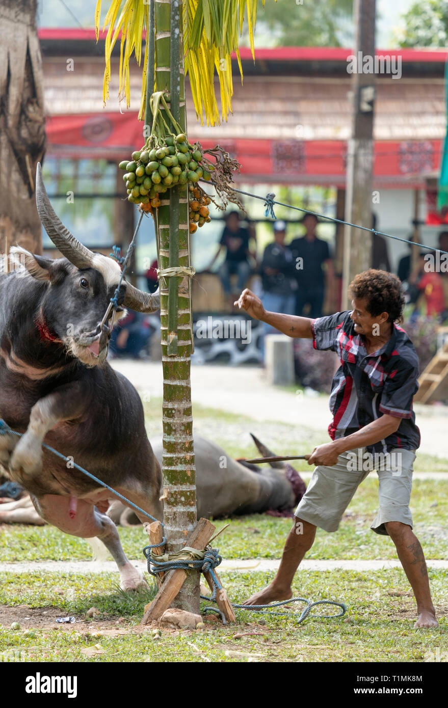 Un sacrificio di buffalo ad una cerimonia funebre in Tana Toraja, Sulawesi, Indonesia Foto Stock