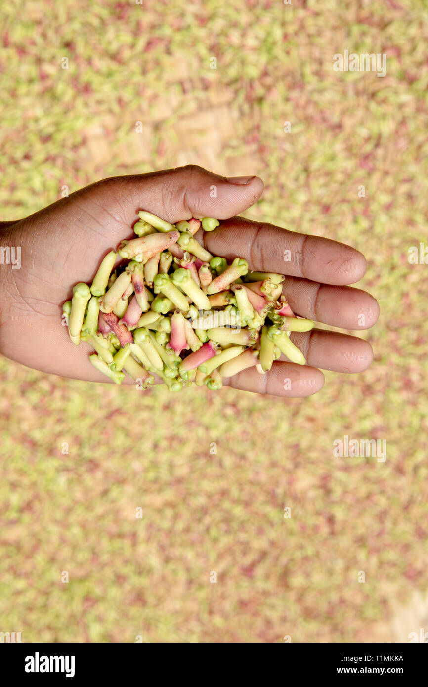 Appena raccolto e in modo sostenibile originati boccioli di chiodi di garofano in un villaggio in Indonesia Foto Stock