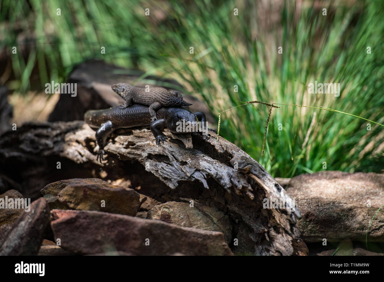 Due shingle-back lucertole, Trachydosurus rugoso, giacciono sulla sommità di uno un altro, mimetizzata contro il log si siedono sulla. Foto Stock