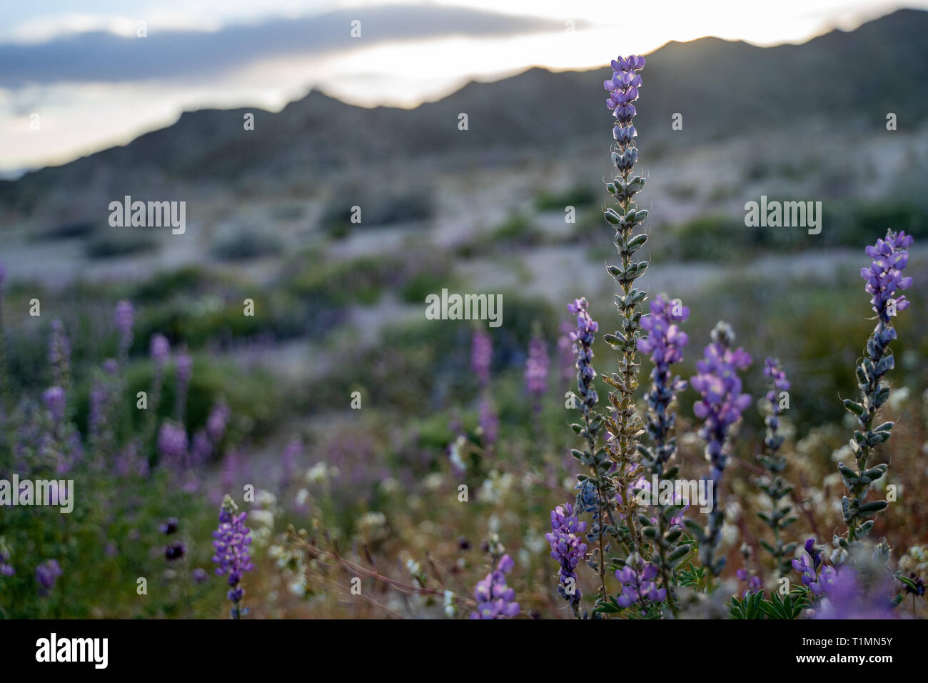 Deserto di lupino (Lupinus sparsiflorus) in piena fioritura a Joshua Tree National Park in California durante il superbloom. Presa al tramonto Foto Stock